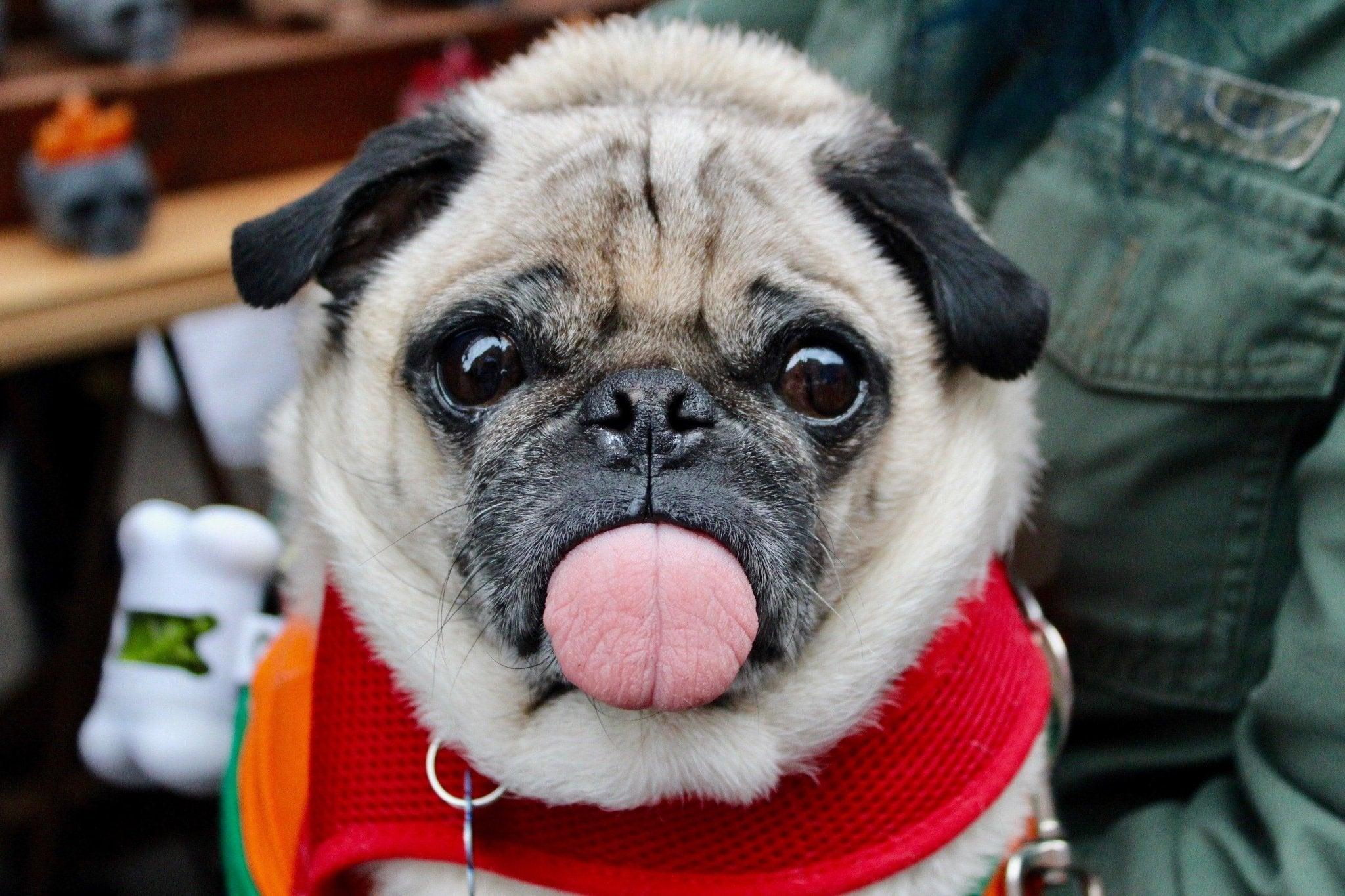 La langue des chiens est internationale : comment les chiens communiquent-ils ? - One PETS-TOP