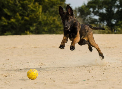 La race Malinois - One PETS-TOP