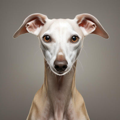 L'Azawakh : Un Compagnon Fidèle pour Votre Chien ou Chat - One PETS-TOP