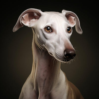 L’Azawakh : Un Guide Complet pour les Amoureux des Chiens - One PETS-TOP
