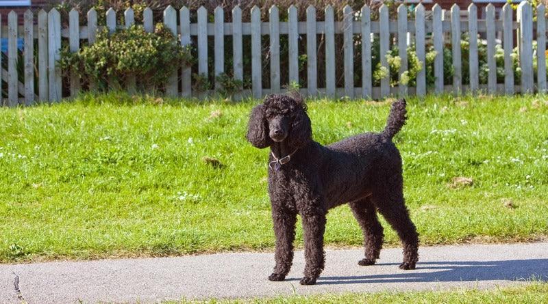 Le Barbet - One PETS-TOP