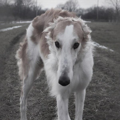 Le Barzoï est-il fait pour vous ? - One PETS-TOP