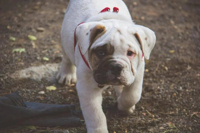 Le Beabull - One PETS-TOP