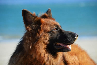 Le berger allemand - One PETS-TOP