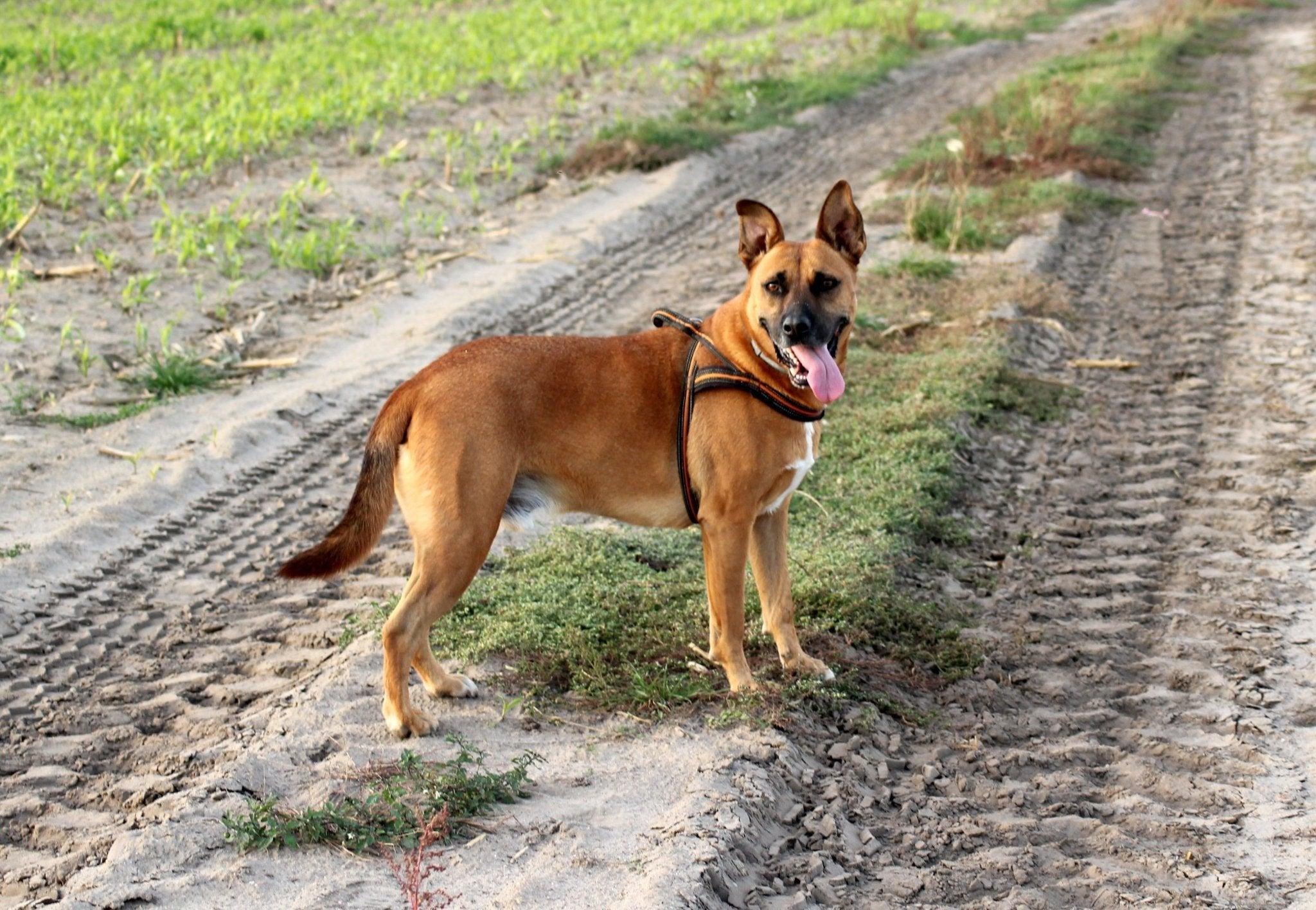Le berger allemand Pit Bull