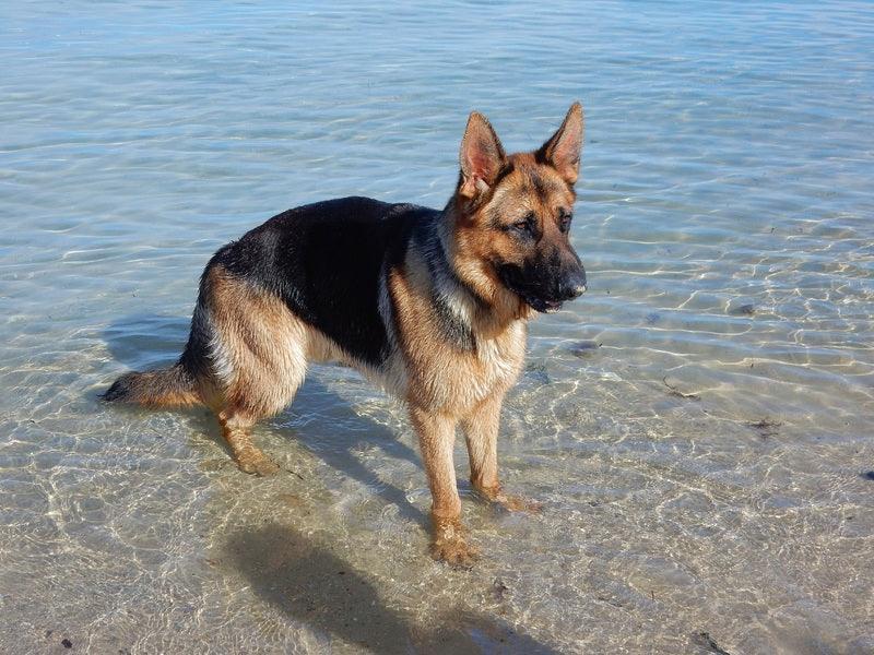 Le Berger Allemand