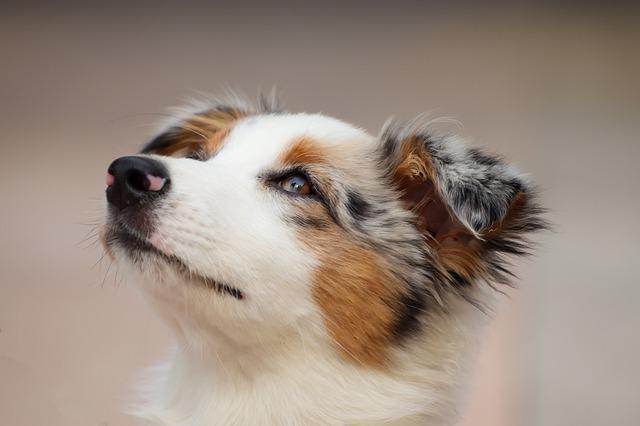 Le Berger Australien - One PETS-TOP