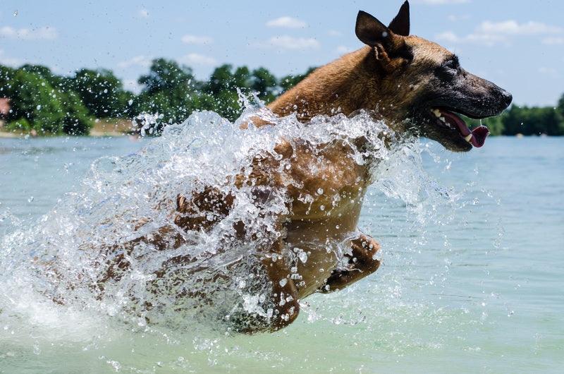 Le Berger Belge - One PETS-TOP