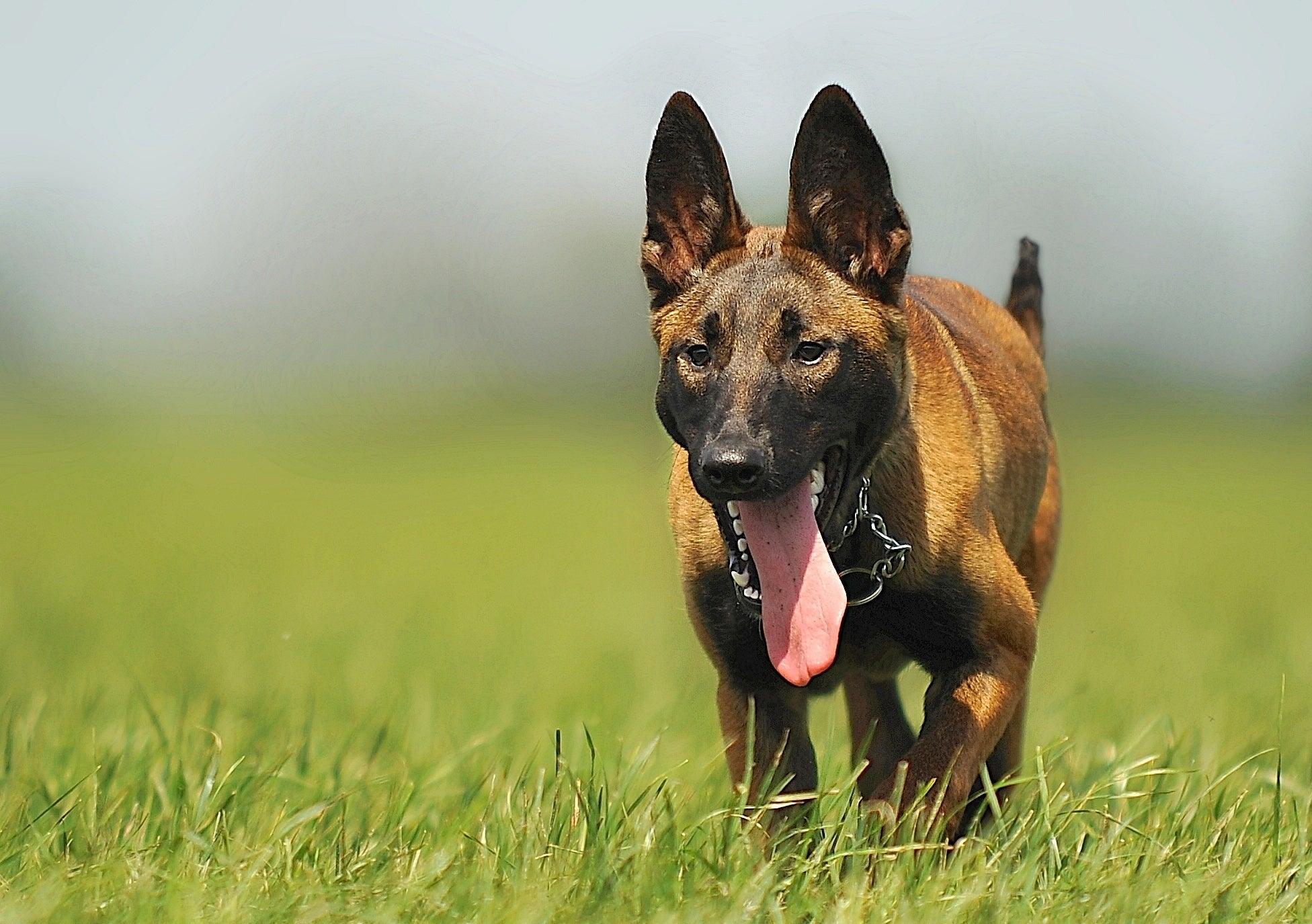 Le Berger Hollandais - One PETS-TOP