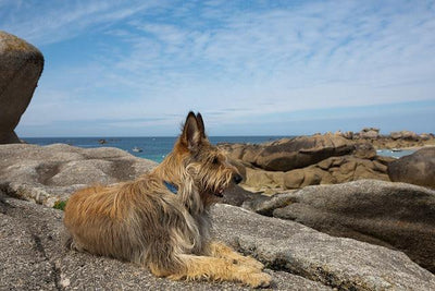 Le Berger Picard - One PETS-TOP