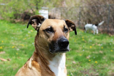 Le Black Mouth Cur