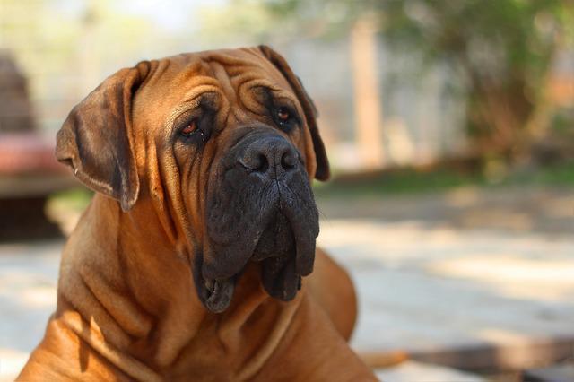 Le Boerboel