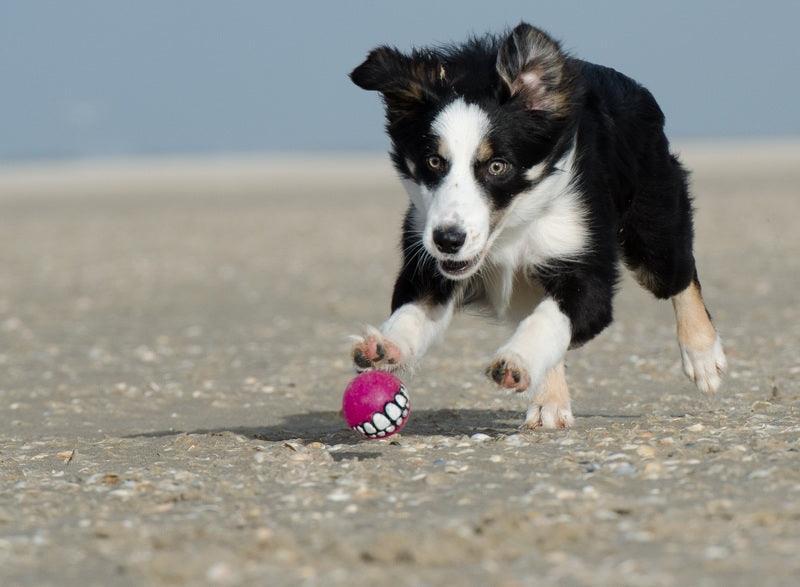 Le Border Collie