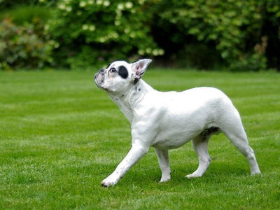 Le Bouledogue français