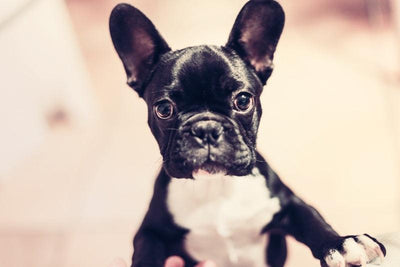 Le bouledogue français