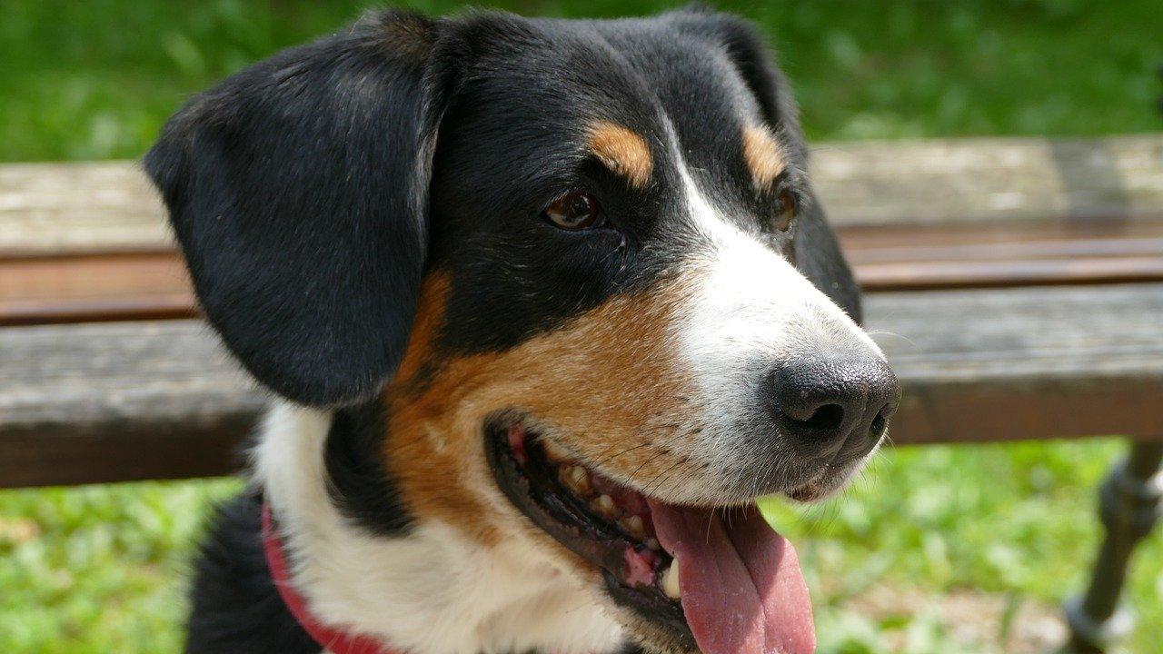 Le Bouvier de l'Entlebucher
