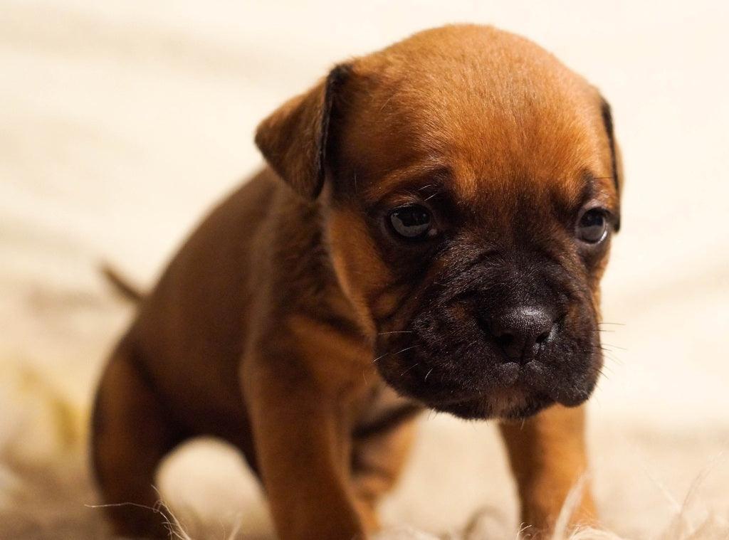 Le Boxer - One PETS-TOP