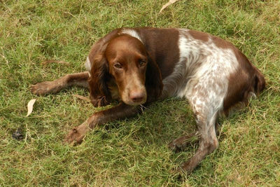 Le Braque allemand - One PETS-TOP