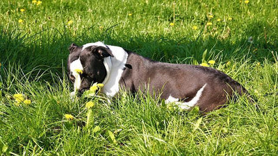 Le Bulldog Américain