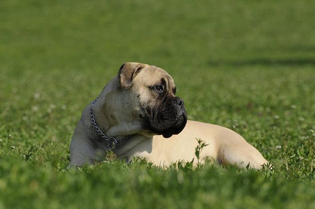 Le Bullmastiff - One PETS-TOP