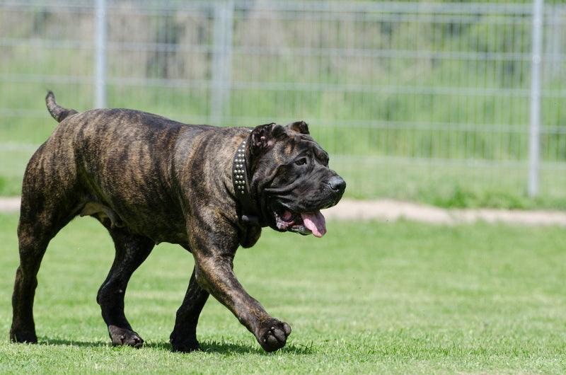 Le Cane Corso