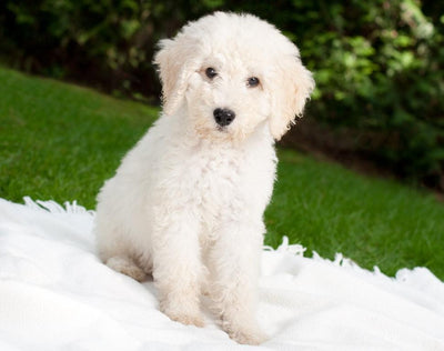 Le Caniche - One PETS-TOP
