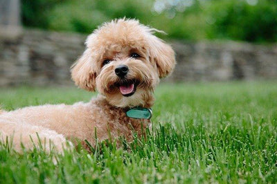 Le Caniche - One PETS-TOP