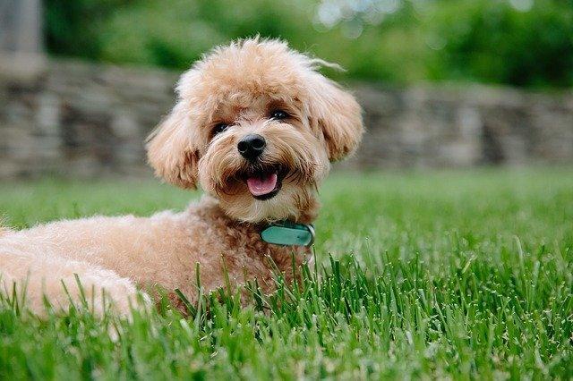 Le Caniche - One PETS-TOP