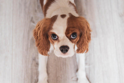 Le Cavalier King Charles - One PETS-TOP