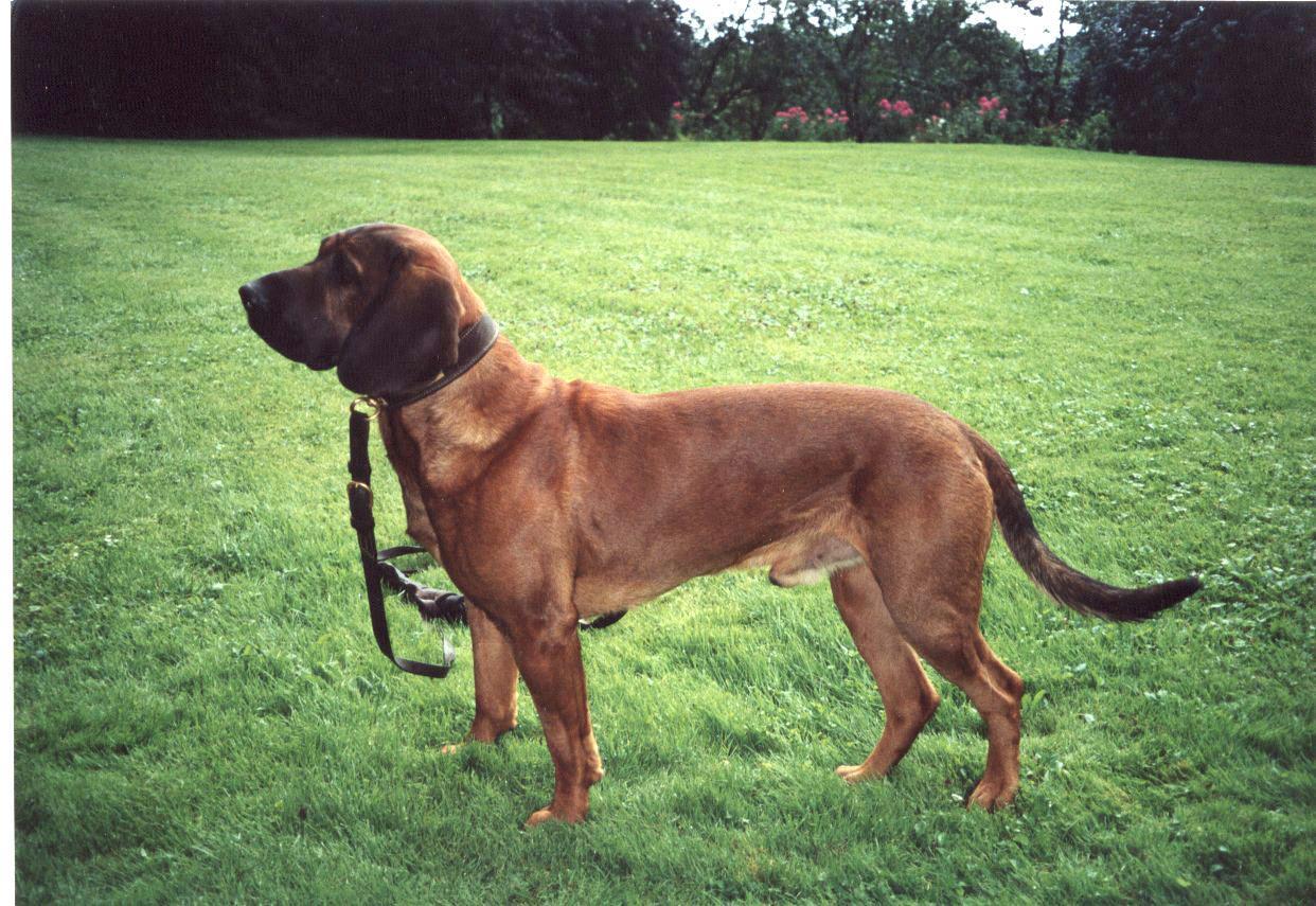 Le chien d'arrêt du Hanovre