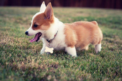 Le chien Horgi