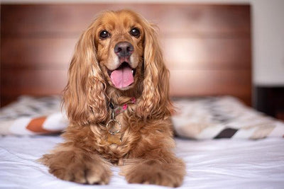 Le Cocker Anglais - One PETS-TOP