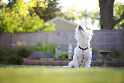 Le collier anti aboiement avec ou sans décharge électrique ? - One PETS-TOP