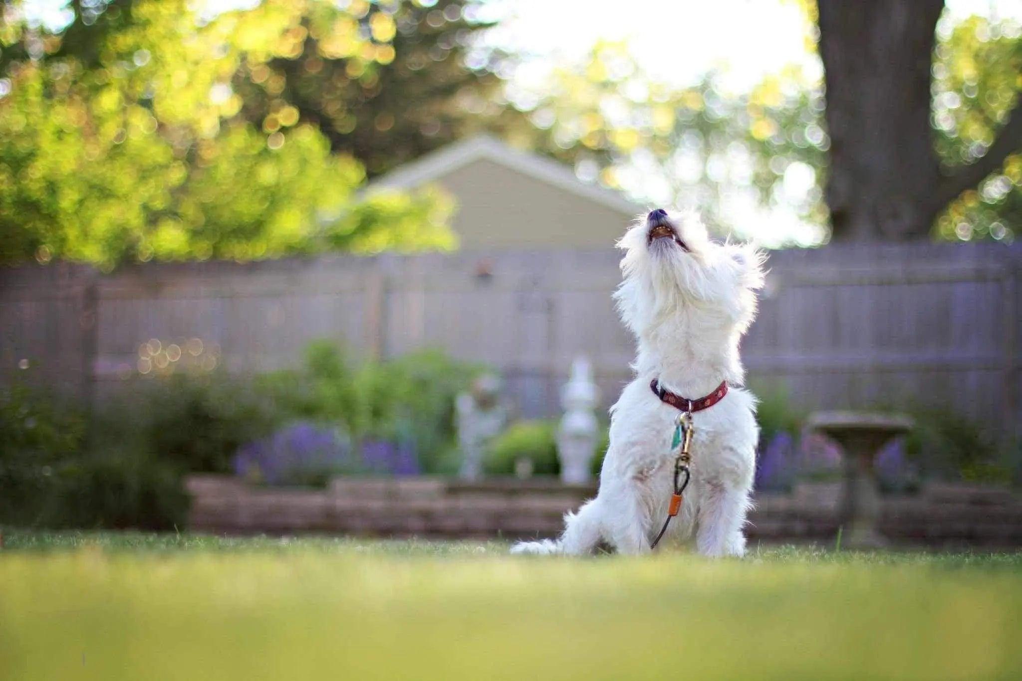Le collier anti aboiement avec ou sans décharge électrique ? - One PETS-TOP
