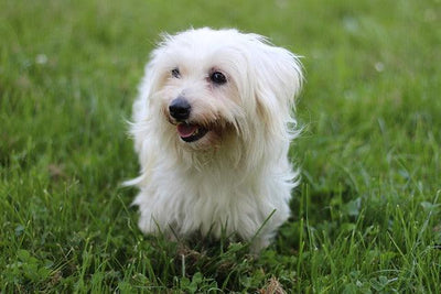 Le Coton de Tuléar - One PETS-TOP