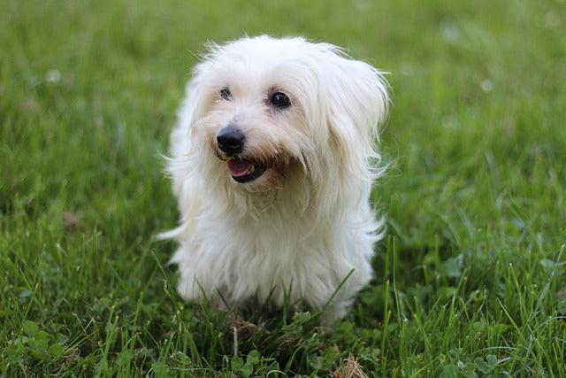Le Coton de Tuléar - One PETS-TOP