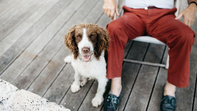Le Drentsche Patrijshond - One PETS-TOP
