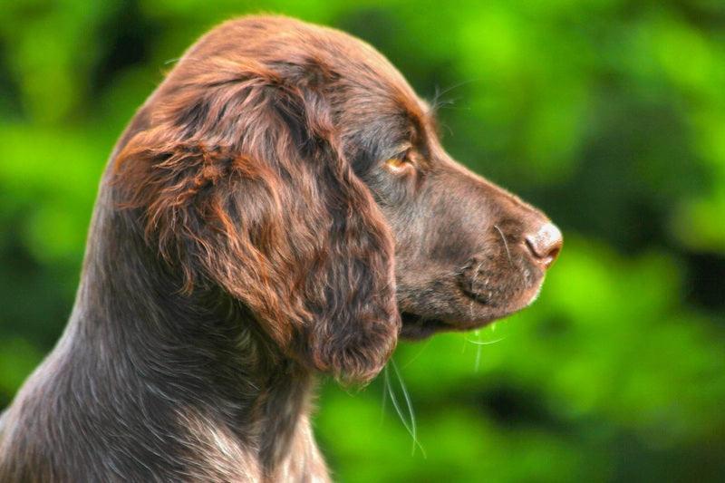 Le Field Spaniel