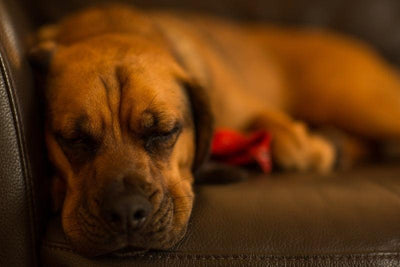 Le Fila Brasileiro
