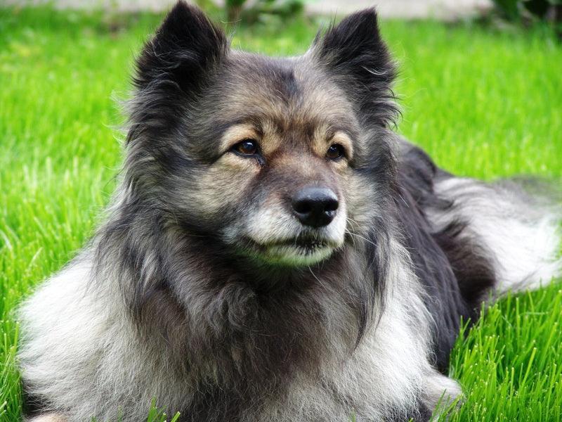 Le Finnish Lapphund