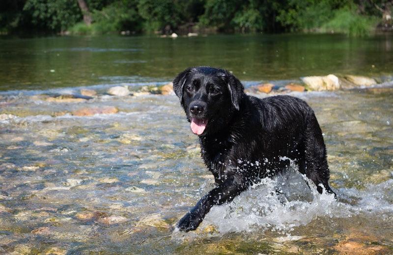 Le Flat-Coated Retriever