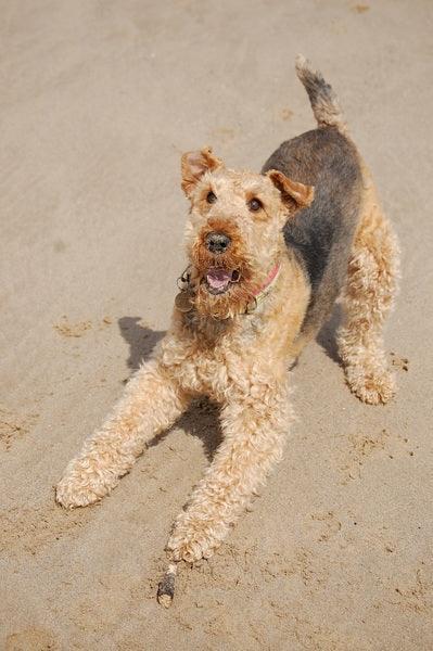 Le Fox Terrier - One PETS-TOP