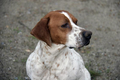 Le Foxhound anglais