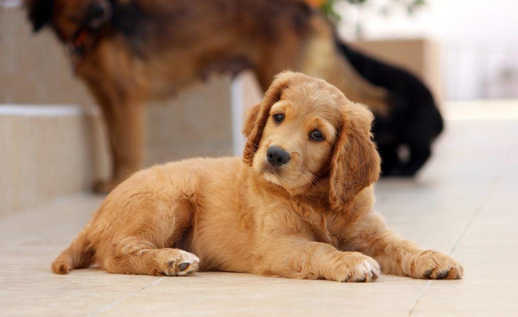 Le Golden Cocker Retriever