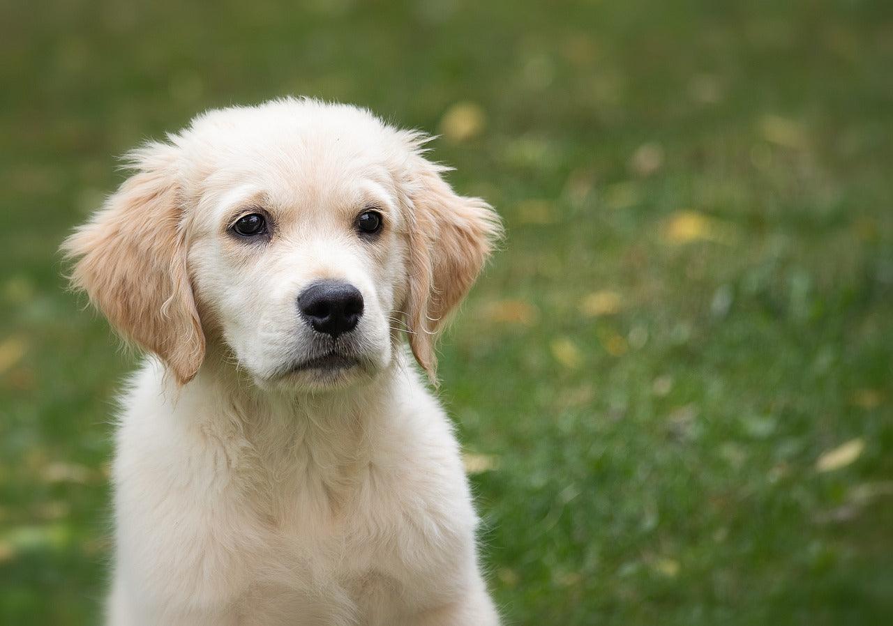 Le golden retriever - One PETS-TOP