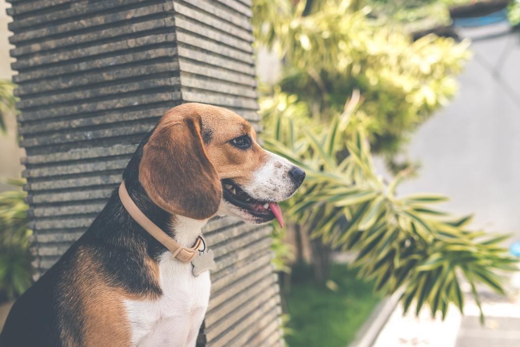 Le Harrier - One PETS-TOP