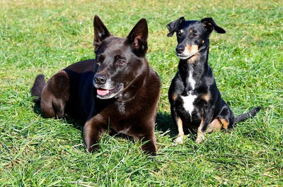 Le Kelpie australien