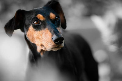 Le Pinscher Allemand - One PETS-TOP