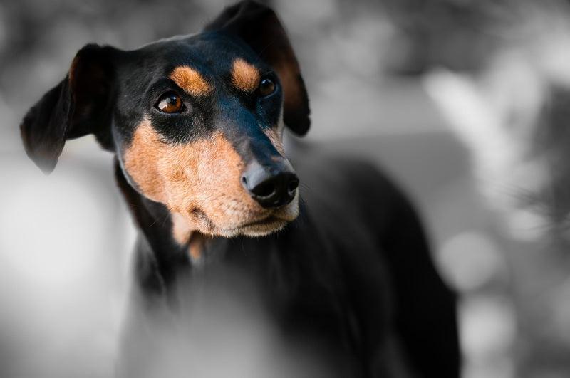 Le Pinscher Allemand - One PETS-TOP
