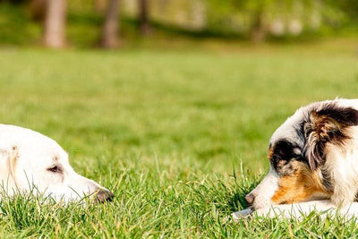 Le Retriever Australien